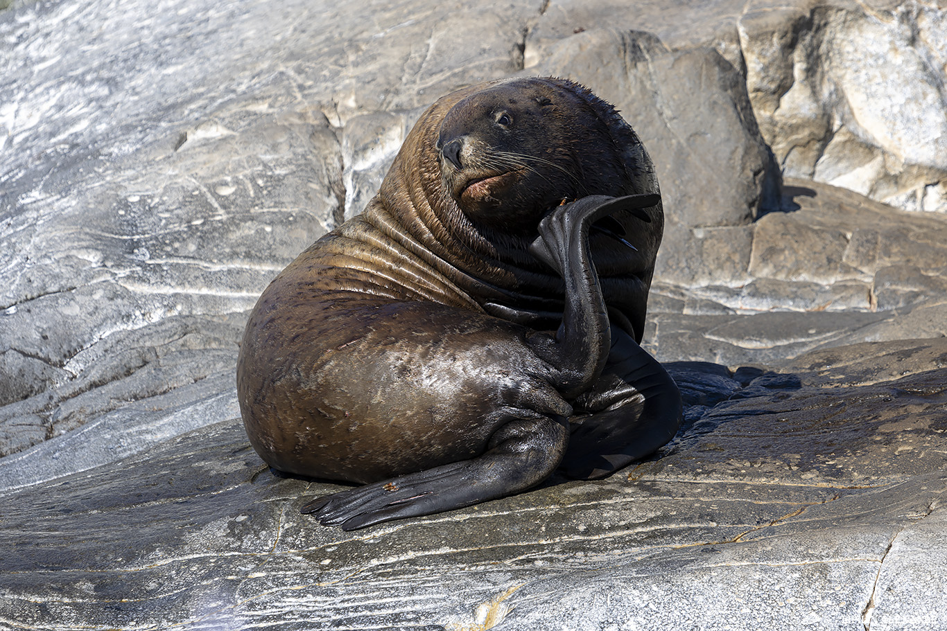 ������� �������