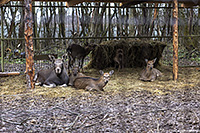 ���� ����� ����� ������